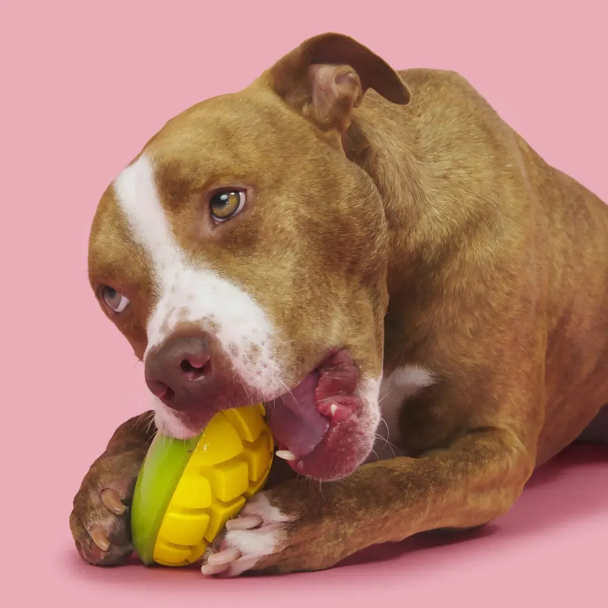 BARK Super Chewer Go Mango Dog Chew Toy