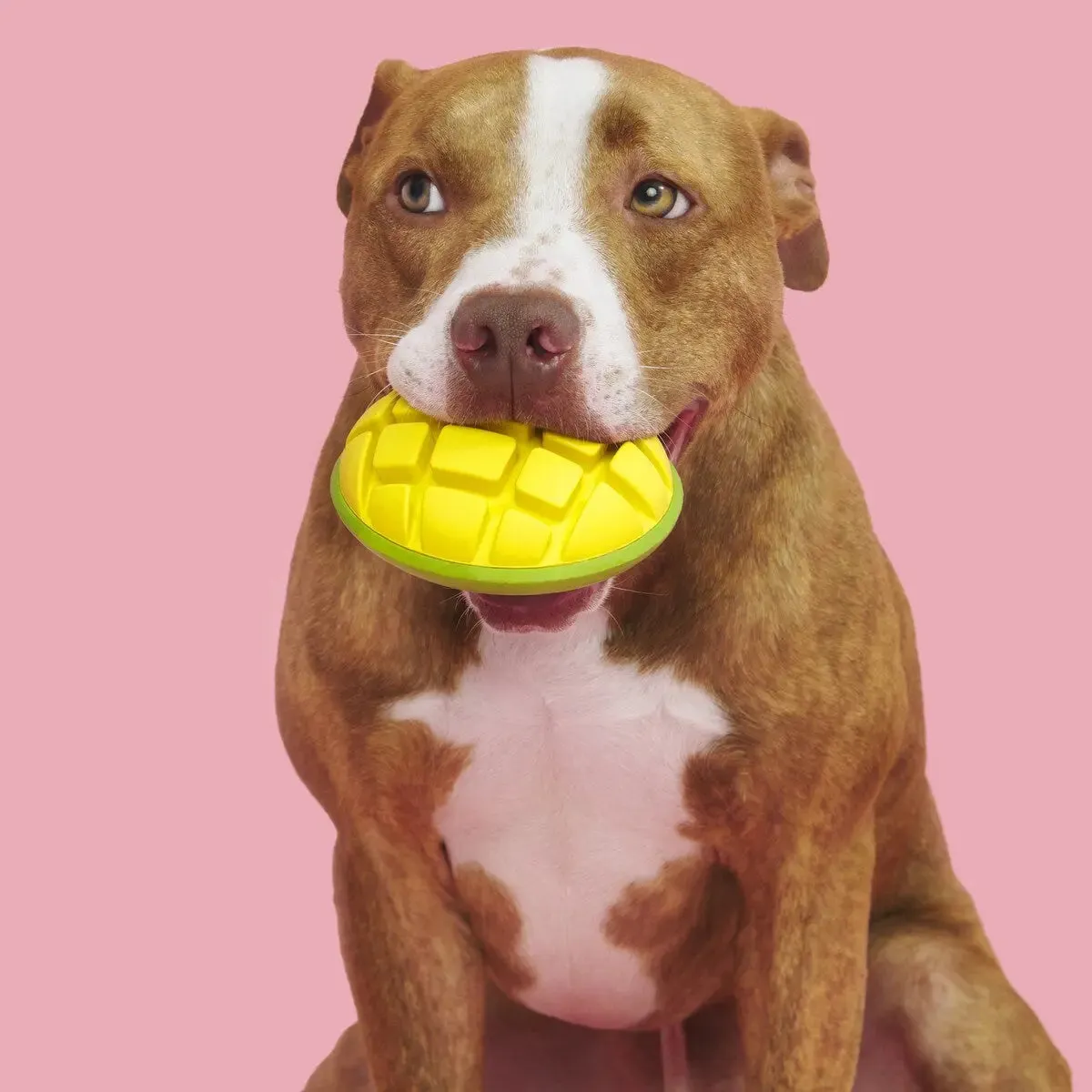 BARK Super Chewer Go Mango Dog Chew Toy