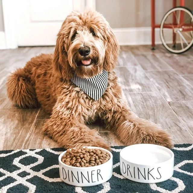 Dinner & Drinks White Ceramic Pet Food Bowl Set