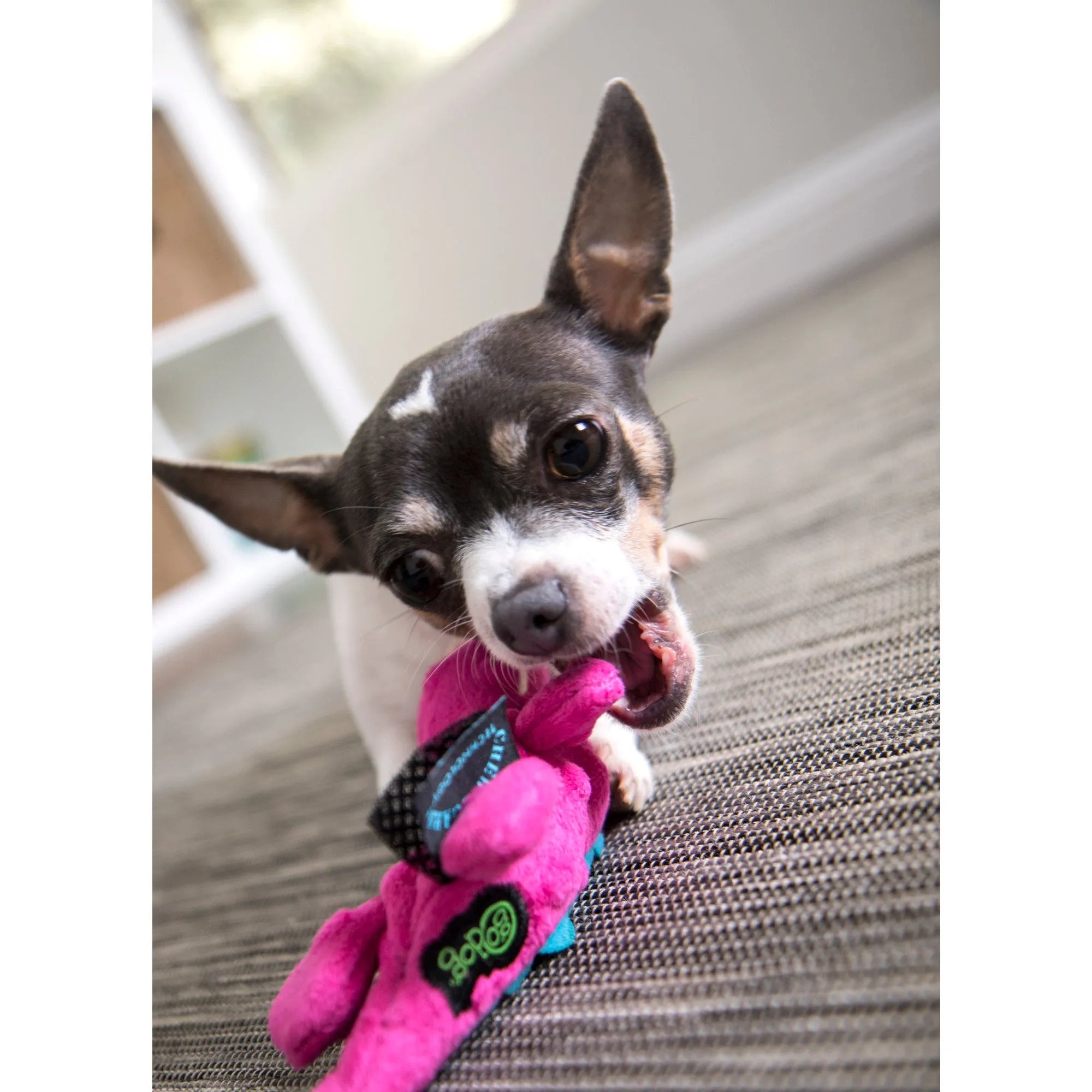 goDog Just For Me Gators Squeaky Plush Dog Toy, Chew Guard Technology, Pink, Mini