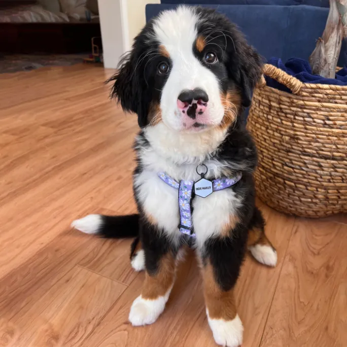 Harness | Daisy