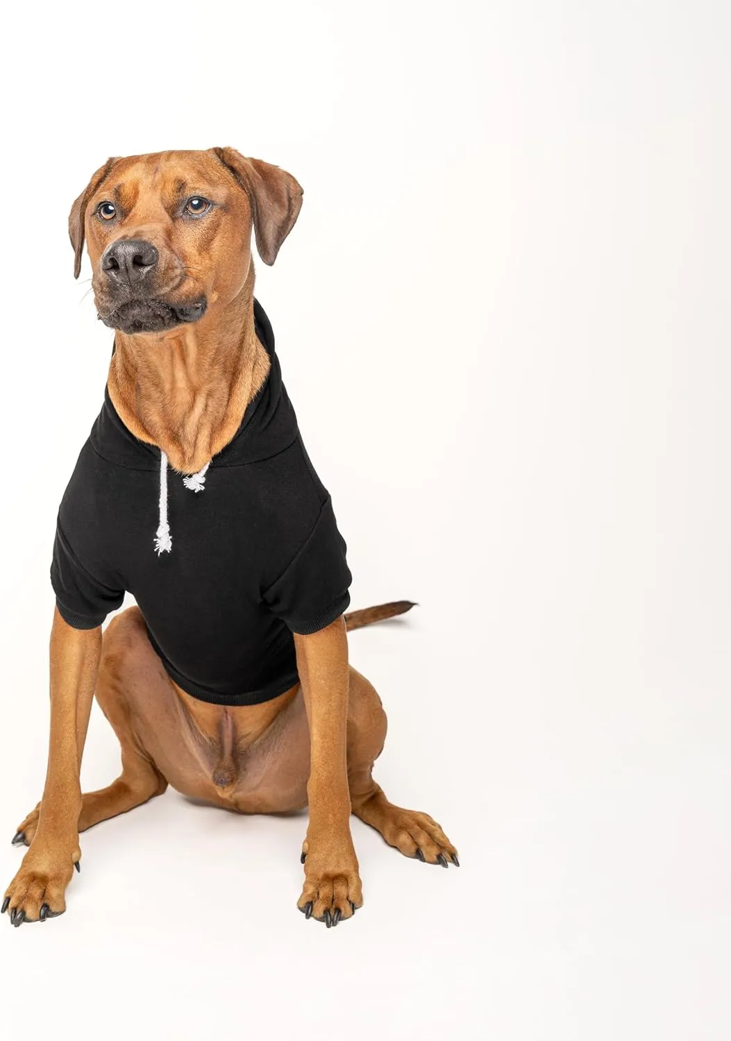 I Love My Moms (Two) Mother's Day Dog Hoodie | Fleece Lined |Leash Hole| Pride Day | LGBTQ  | Rainbow | Parade|Black, Medium 175